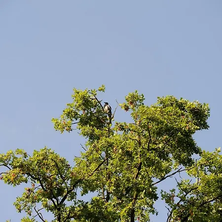 Nocleg ze śniadaniem Lumina