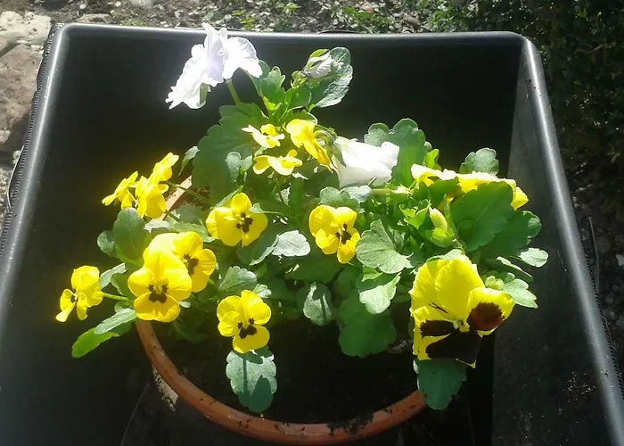 Bed & Breakfast Lumina 4*