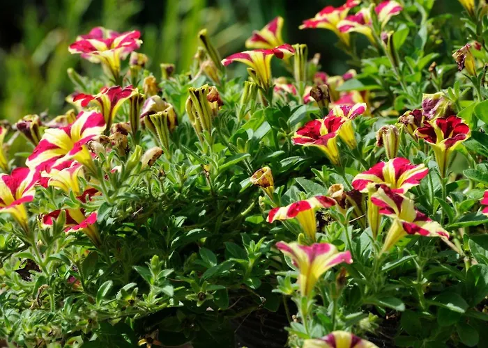 Bed & Breakfast Lumina Membach